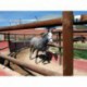 Andador Weme modelo Exclusive de 15 m para 6 caballos