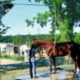 Ducha giratoria galvanizada para caballos