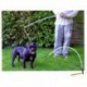 Lazo de captura Snappy 76 cm