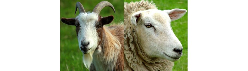 Ovino/caprino