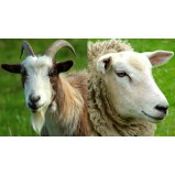 Ovino/caprino